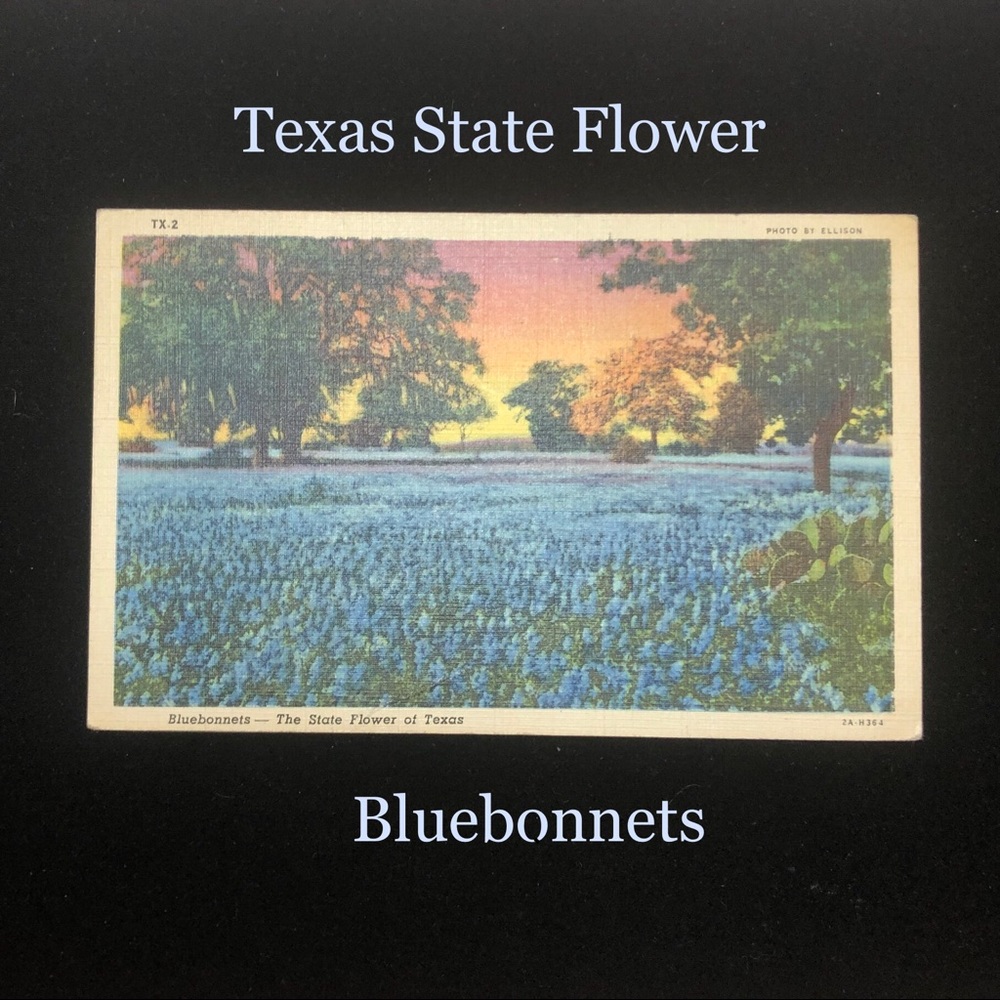 Vintage Bluebonnets Texas State Flower Postcard